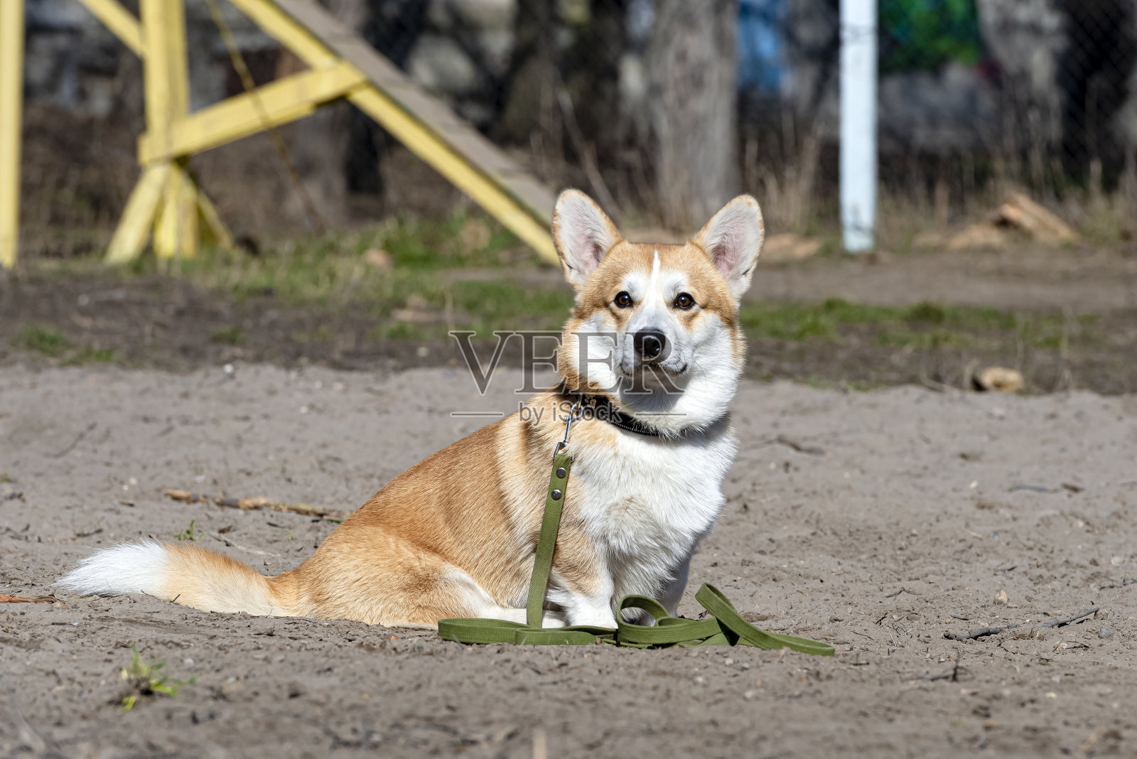 狗狗秀照片摄影图片