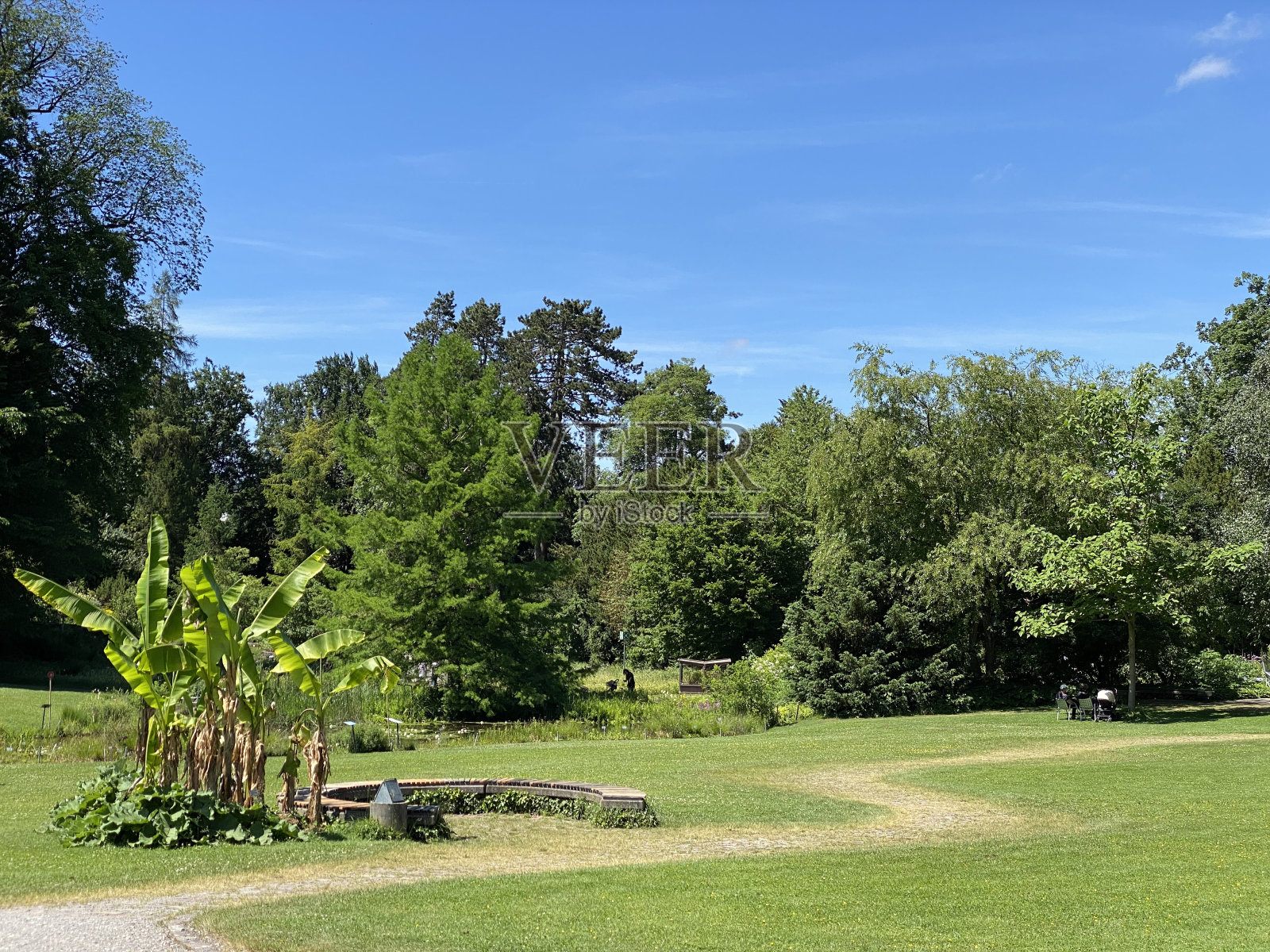 瑞士苏黎世大学植物园或Botanischer Garten der Universität z<e:1> rich (Botanischer Garten der Universitat Zurich - Botanischer Garten der Universitaet Zuerich)照片摄影图片