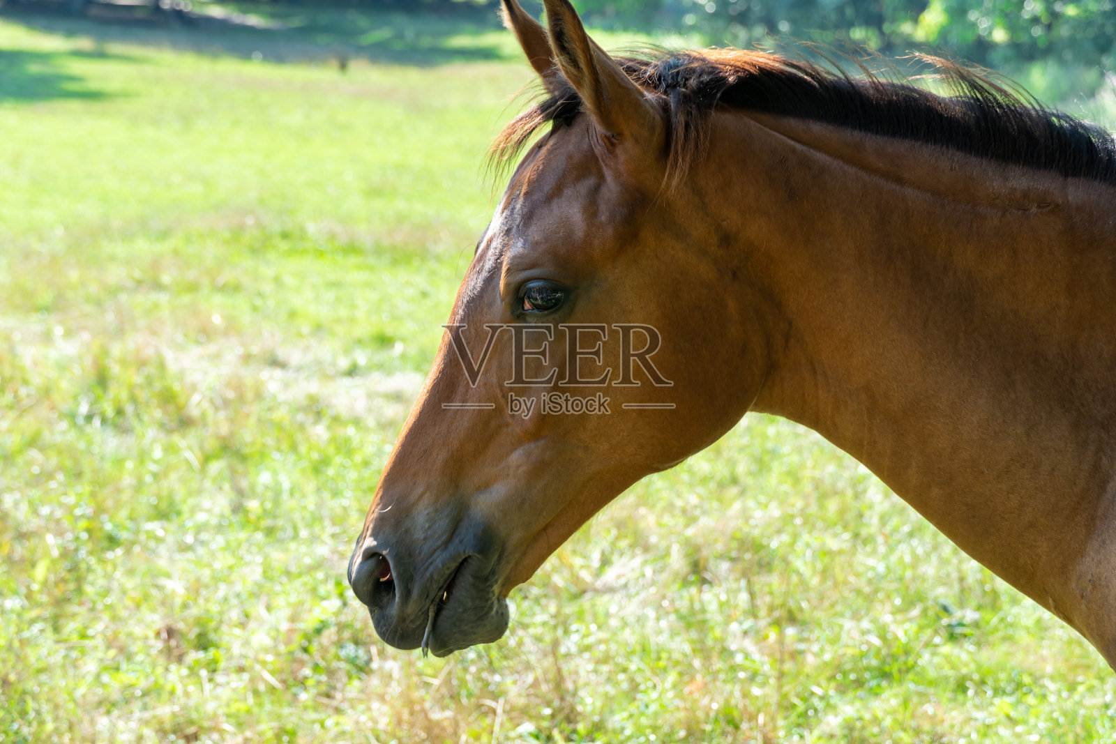 头小马驹特写。小马在牧场吃草，吃绿草。照片摄影图片
