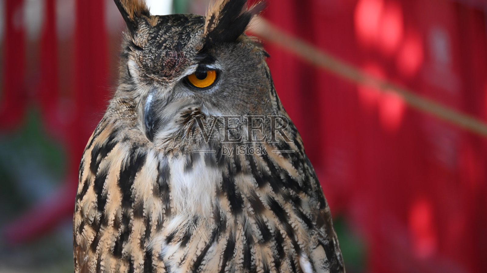 猫头鹰照片摄影图片