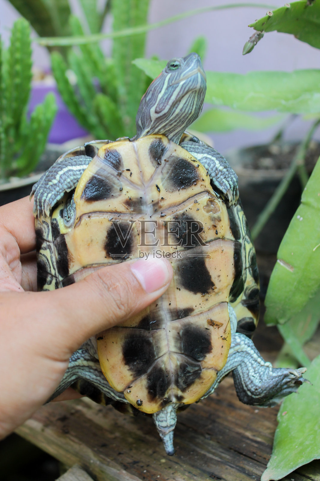 红耳龟的甲壳照片摄影图片