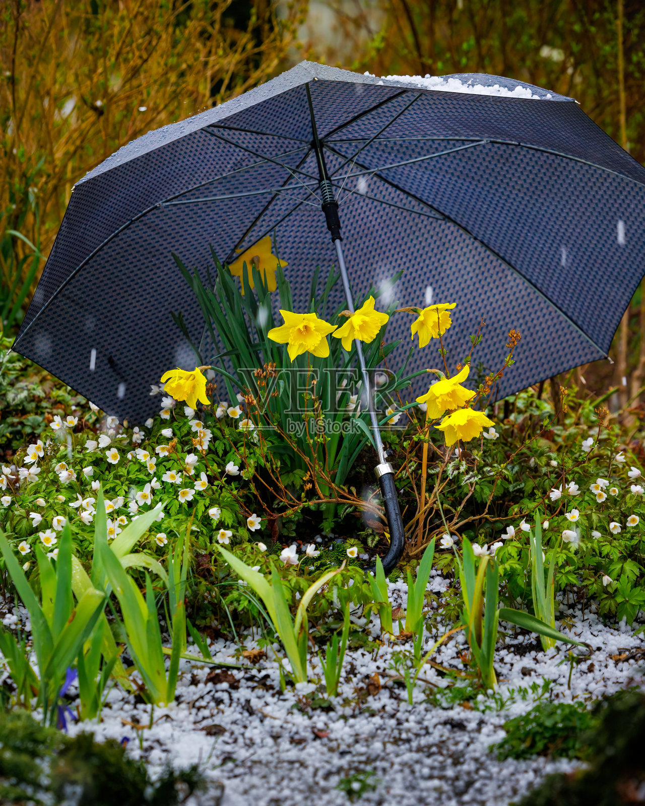 春天的冰雹覆盖了前花园的水仙花照片摄影图片