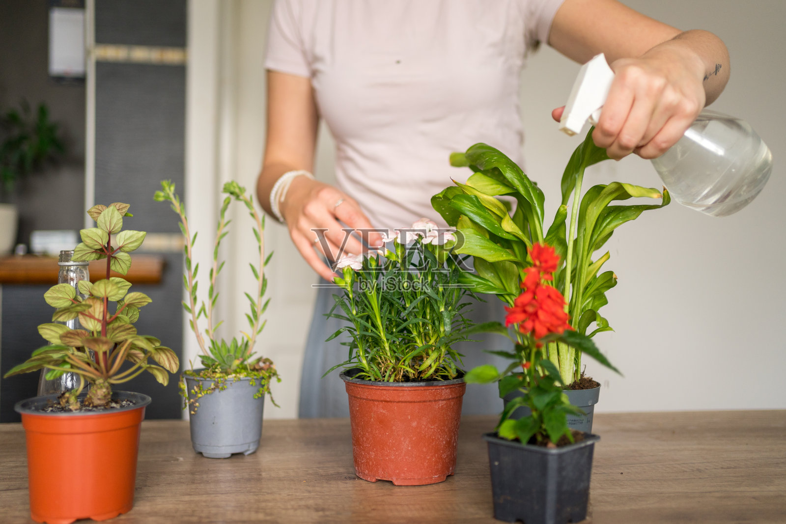 年轻女子在家照顾她的盆栽。照片摄影图片