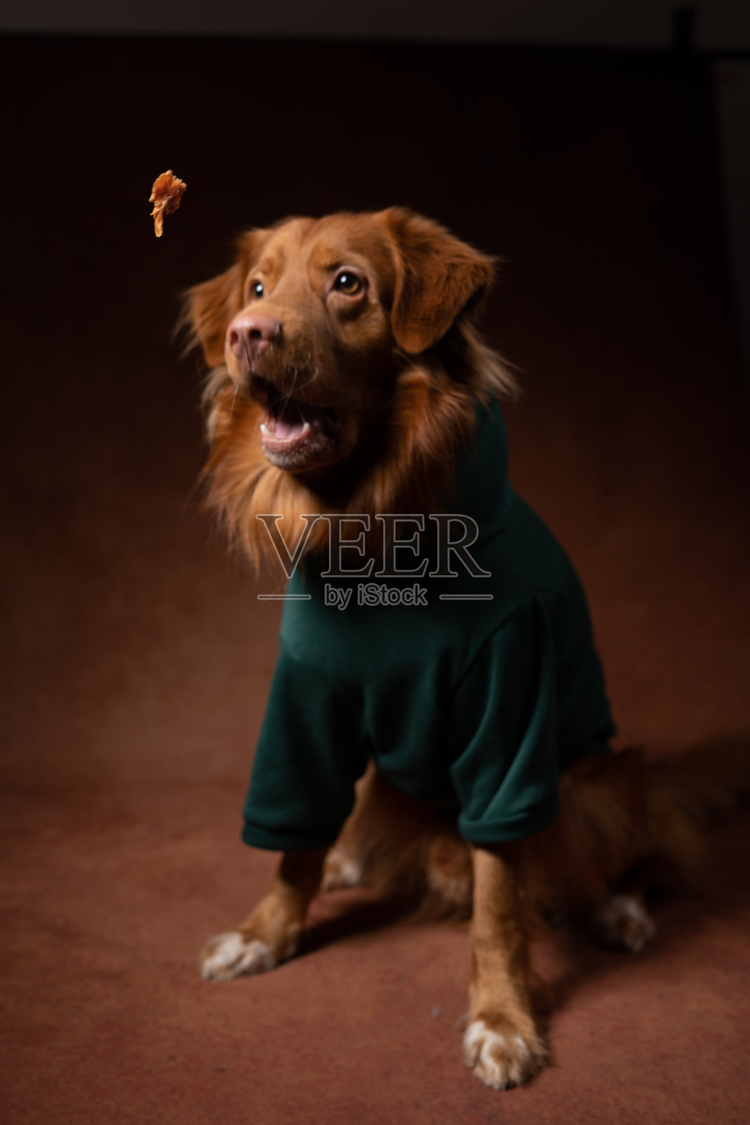 狗在飞行中抓住了食物。他正在摄影棚里摆姿势拍照。照片摄影图片