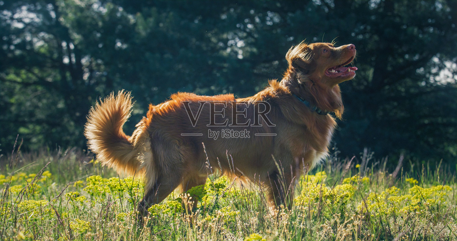 一只新斯科舍省猎犬站在黄花盛开的草地上。照片摄影图片