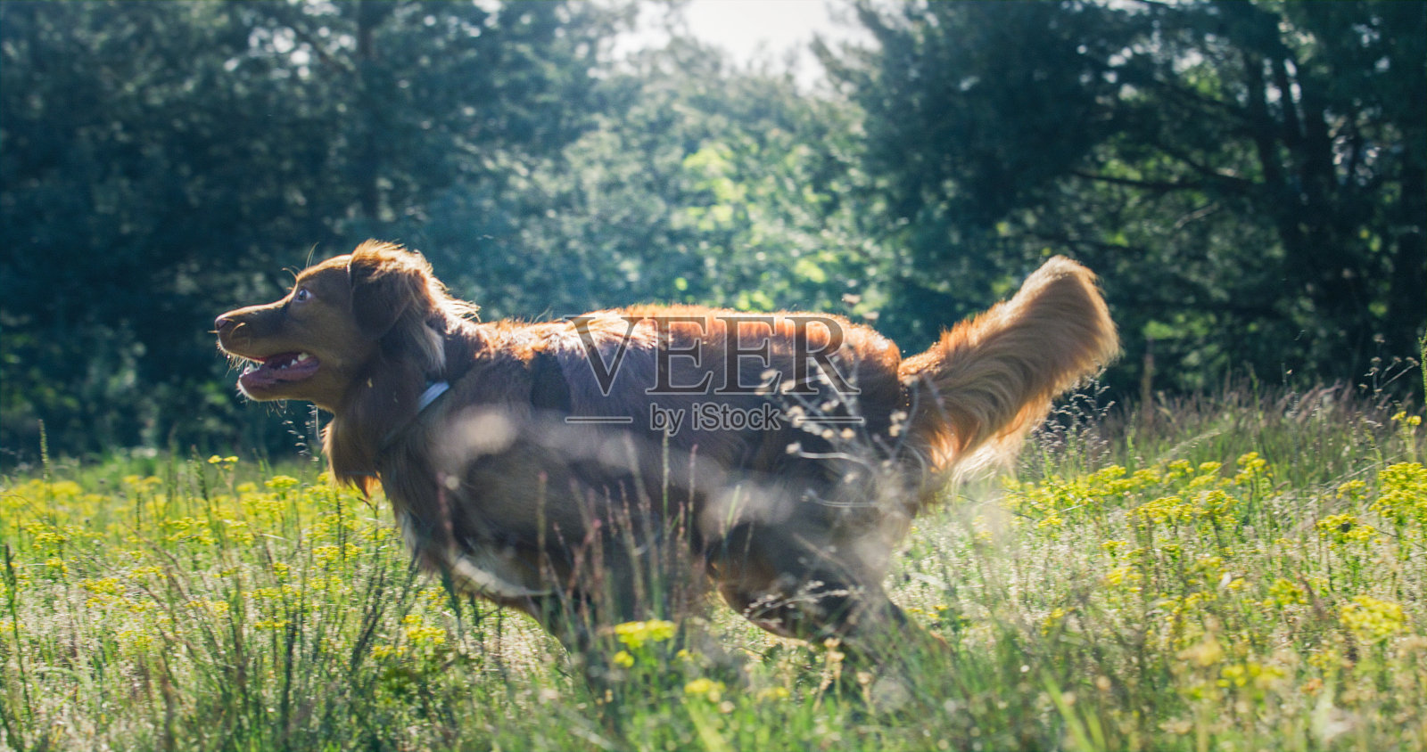 新斯科舍省猎犬在黄花盛开的草地上跳跃奔跑。照片摄影图片