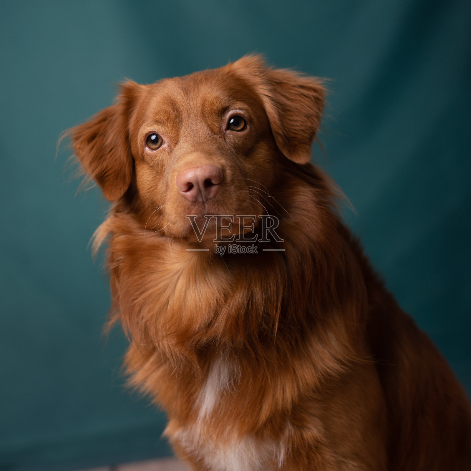 新斯科舍省猎犬的肖像在绿色背景的工作室。照片摄影图片