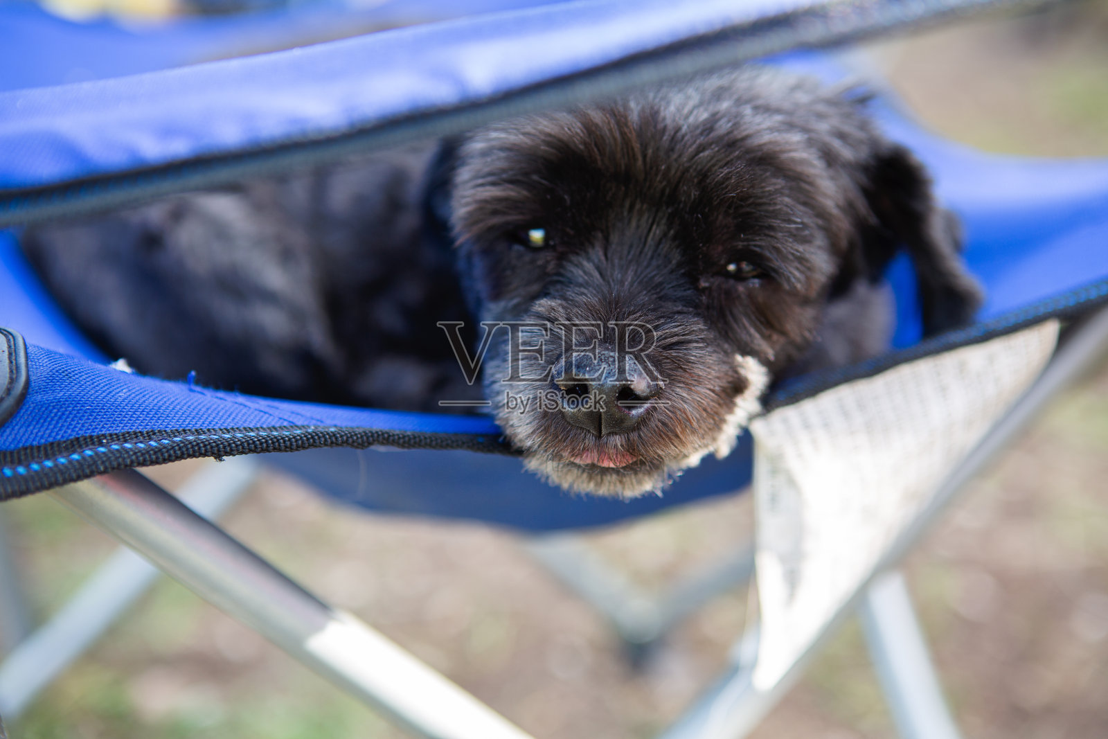 只是Chillin照片摄影图片