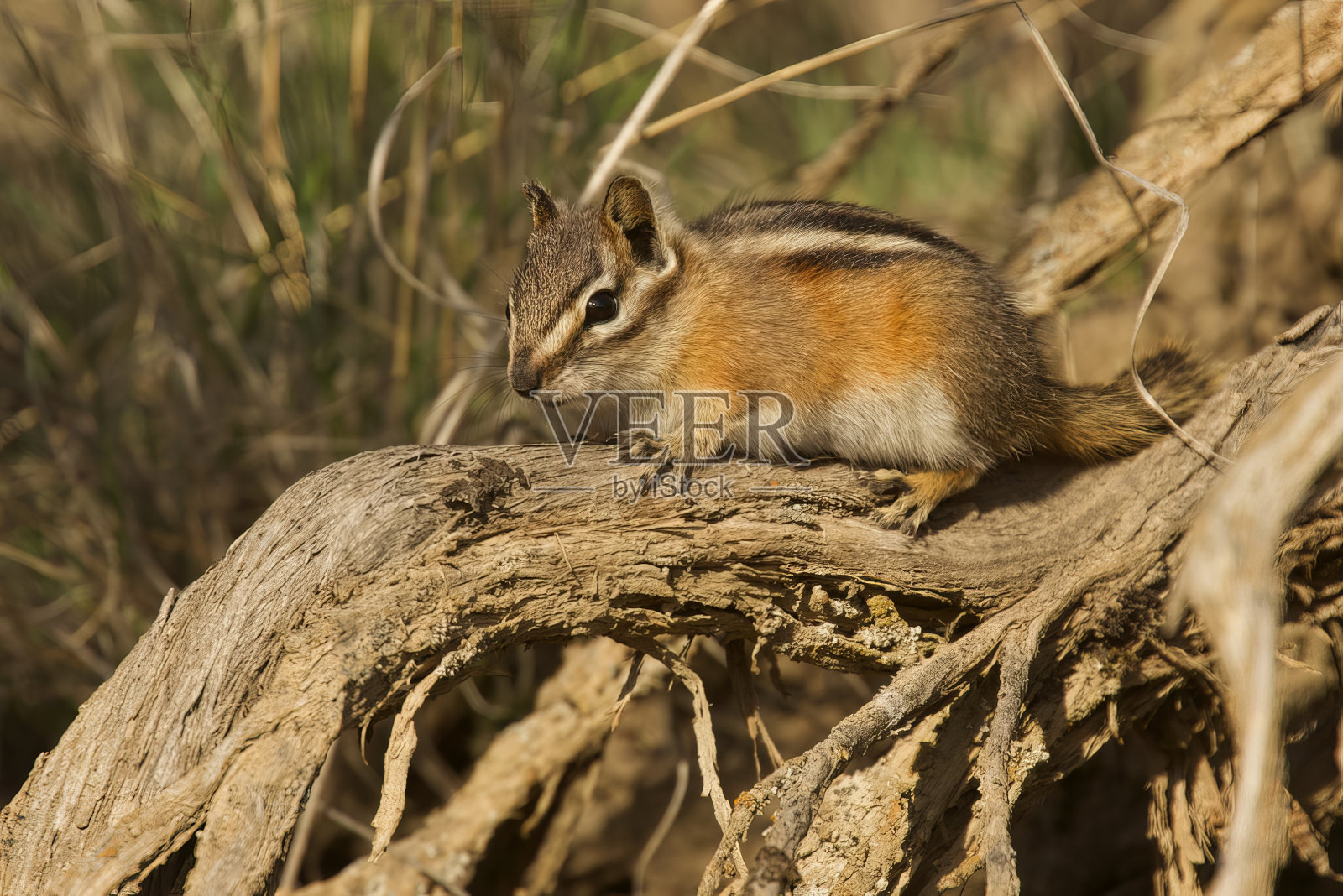 花栗鼠黄松照片摄影图片