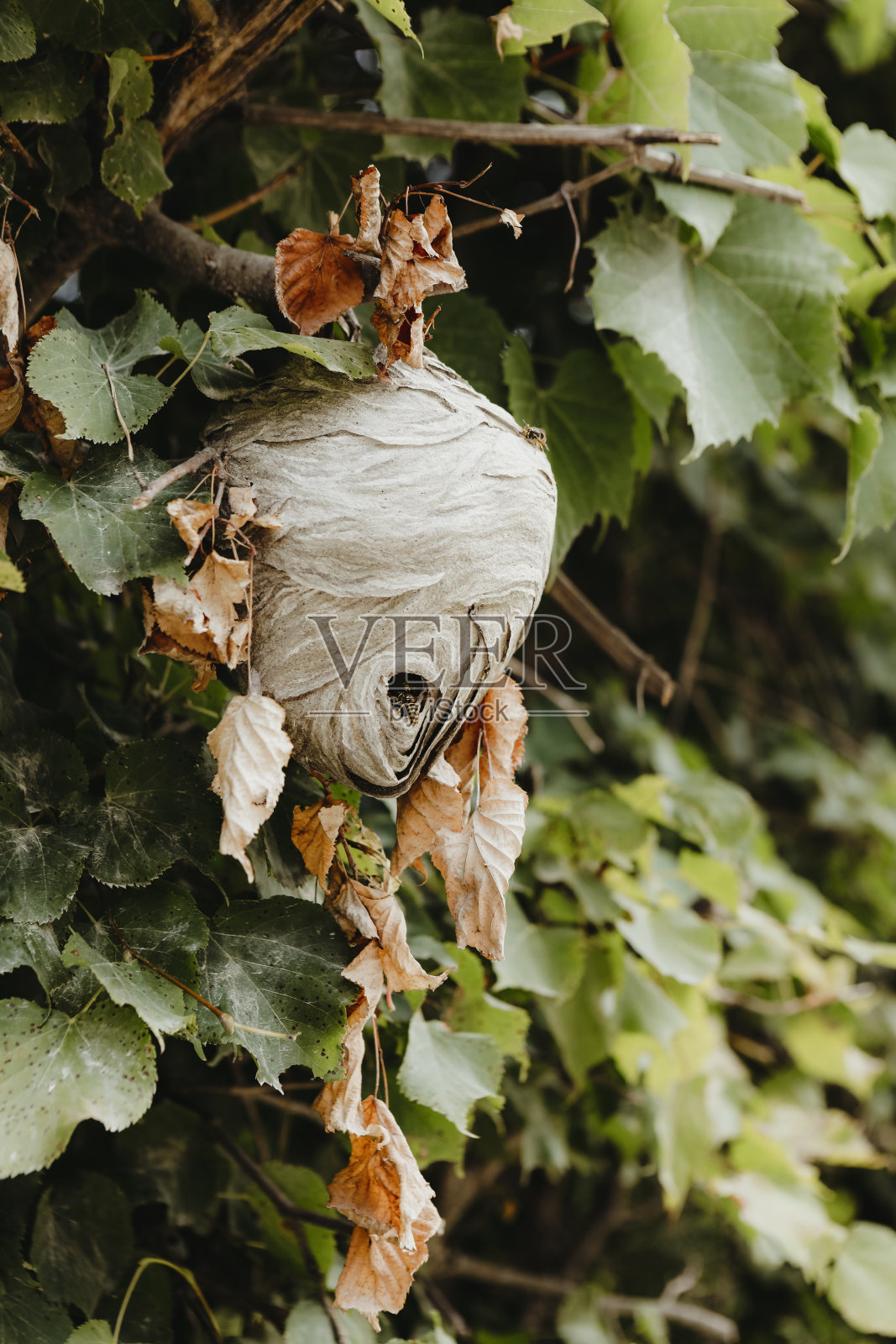 黄蜂的巢照片摄影图片