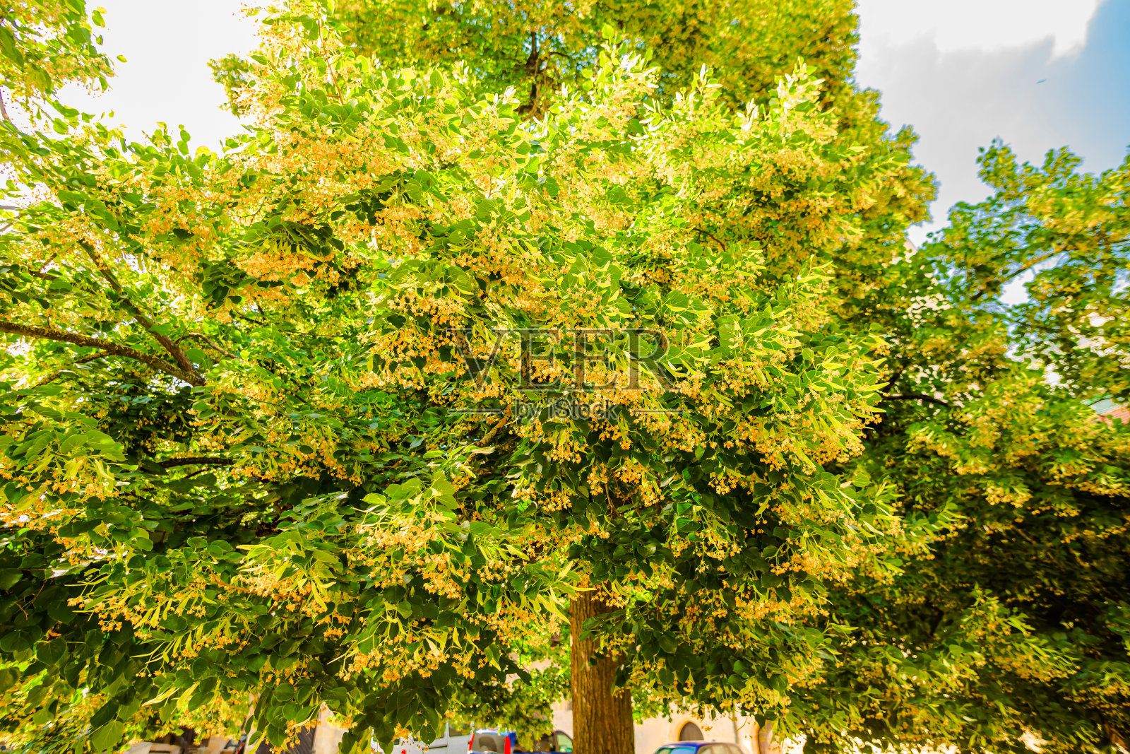 盛开的林登照片摄影图片