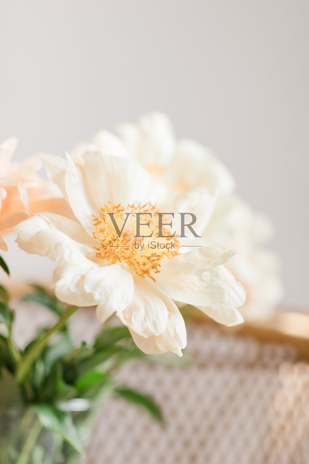 奶油淡粉色牡丹花盛开在一个复古藤椅与中性色的背景和复制空间照片摄影图片