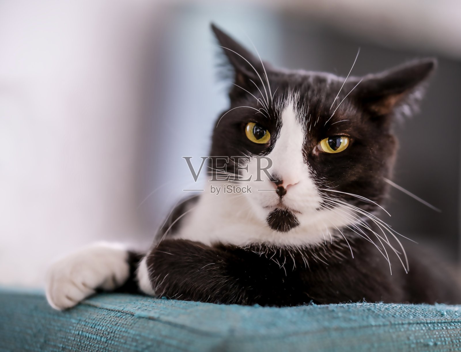 这是一只非常严肃的猫照片摄影图片