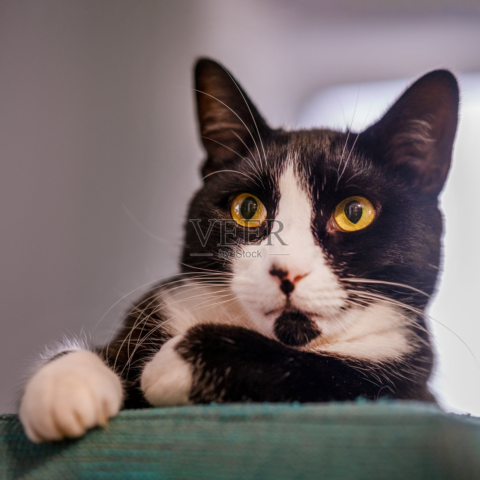 这是一只非常严肃的猫照片摄影图片