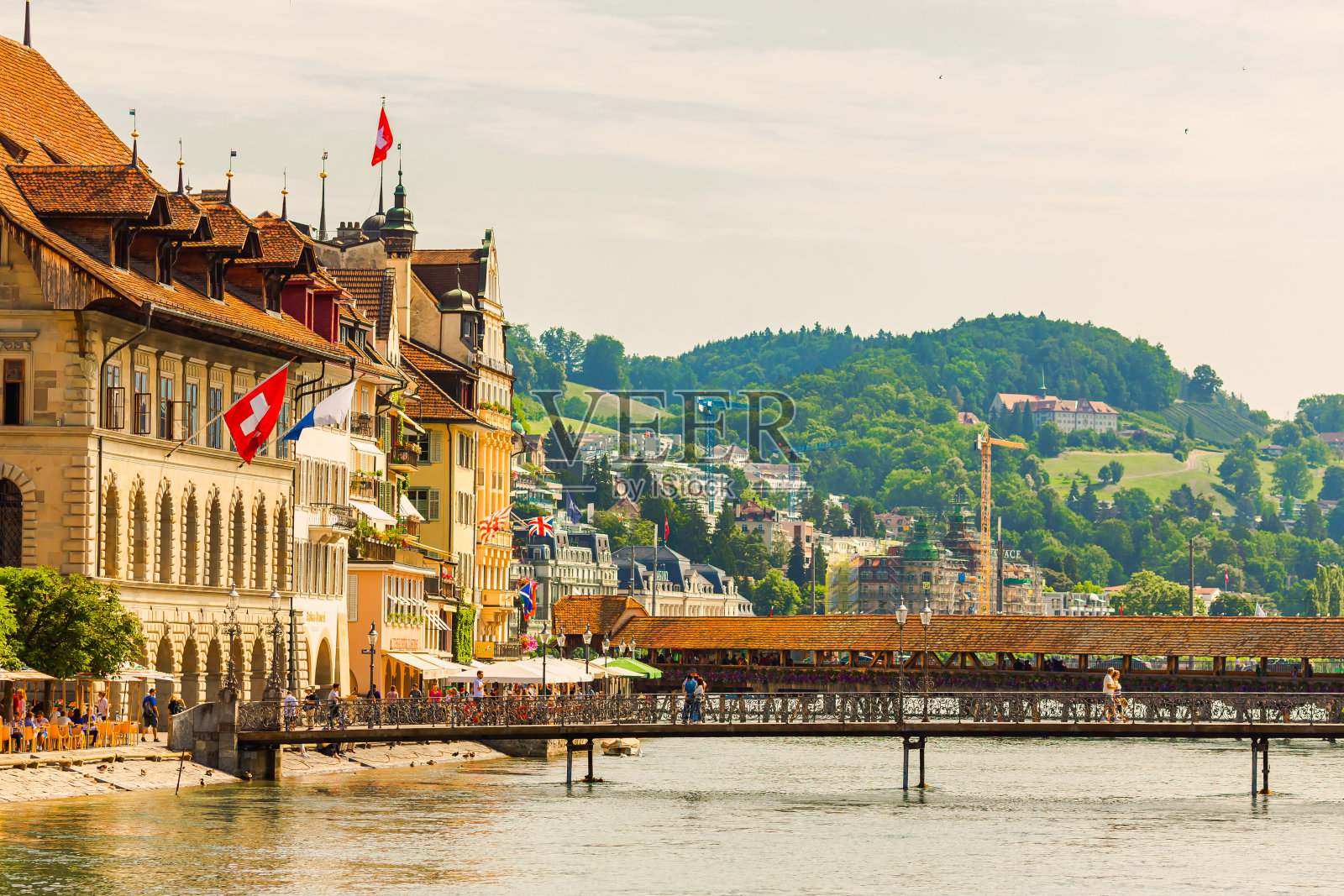 紫花苜蓿。瑞士照片摄影图片