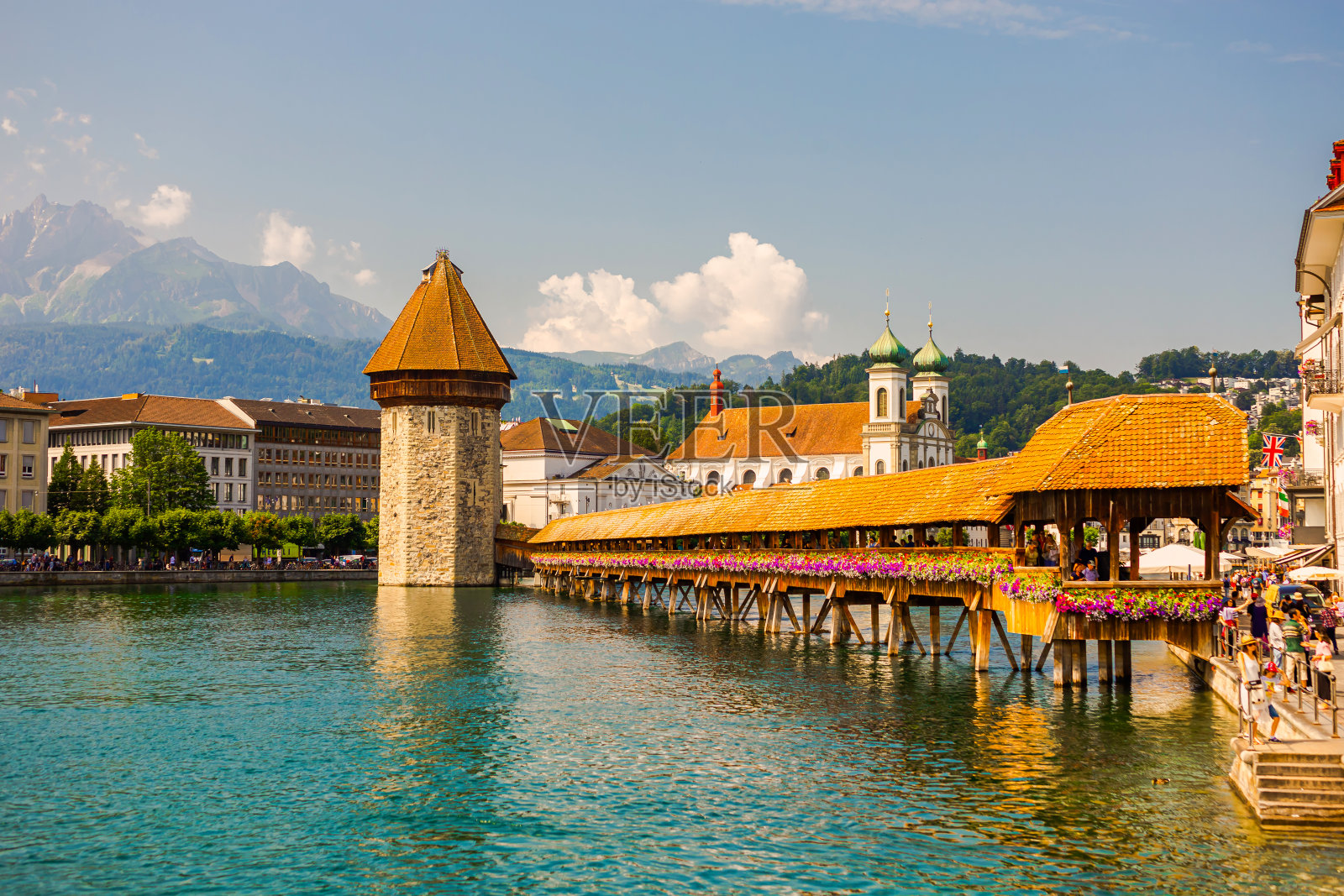 紫花苜蓿。瑞士照片摄影图片