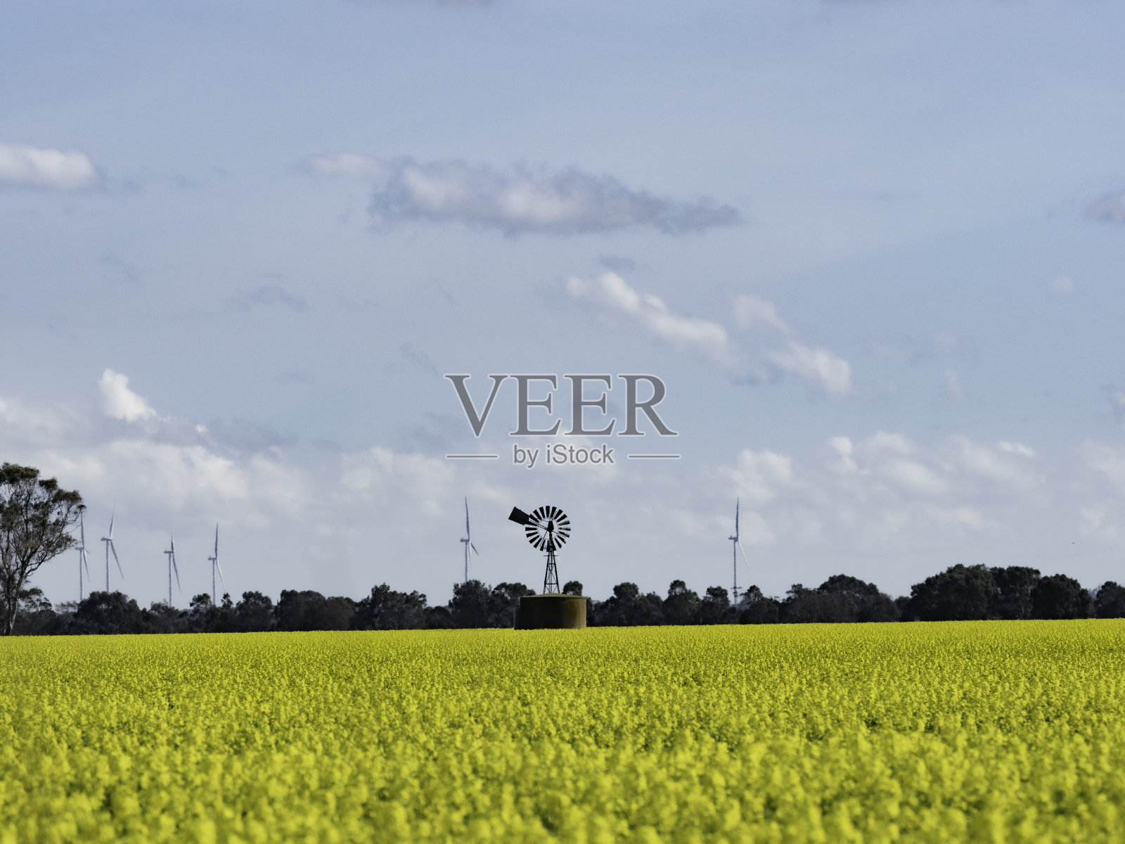 油菜田和风电场照片摄影图片