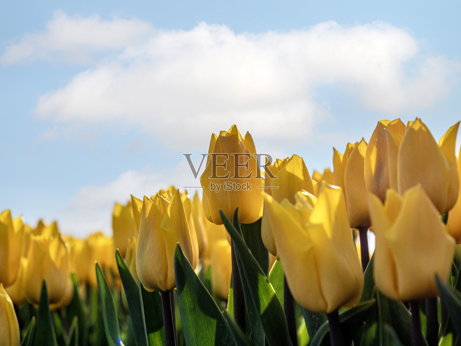 黄色郁金香照片摄影图片