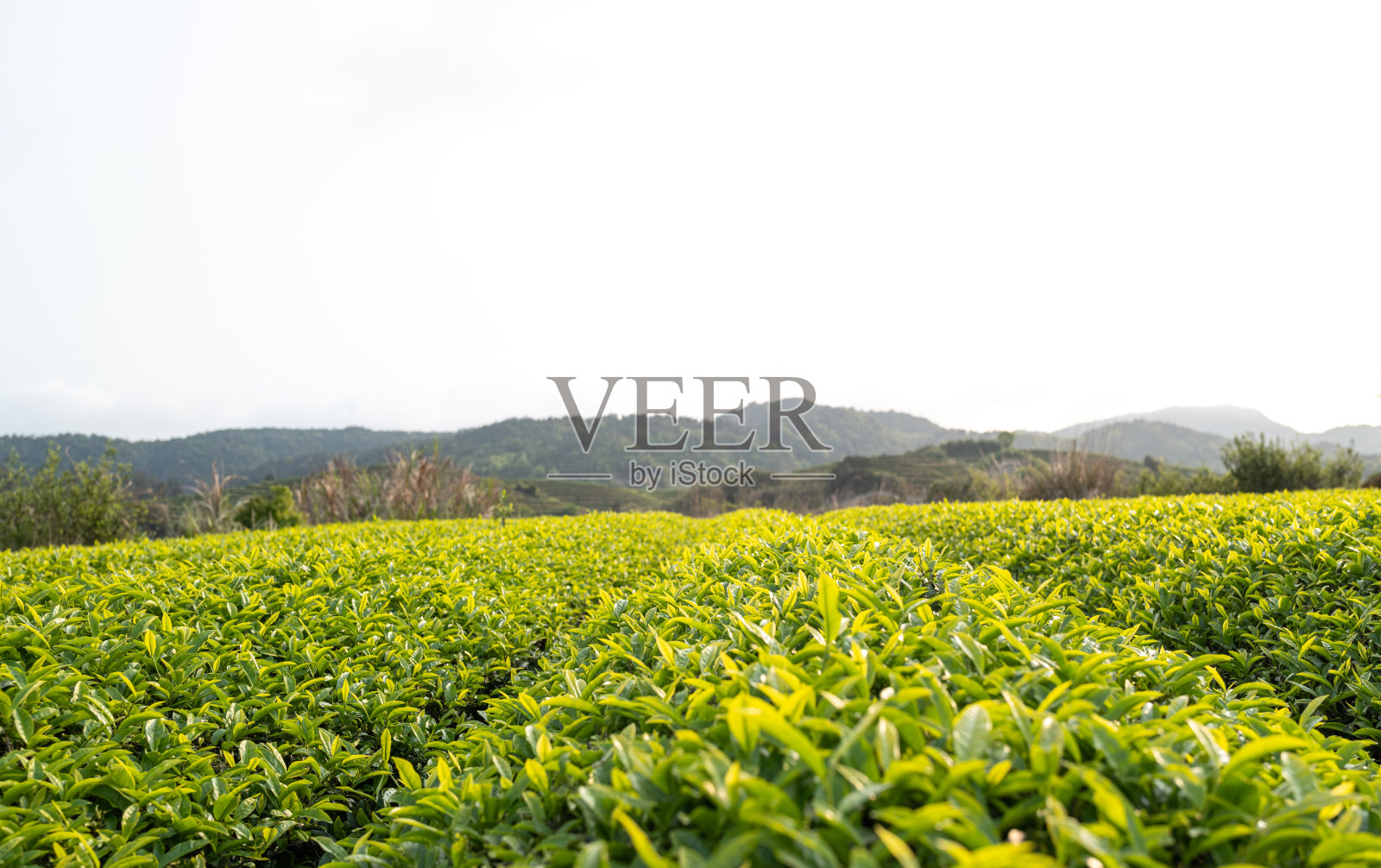 茶园照片摄影图片