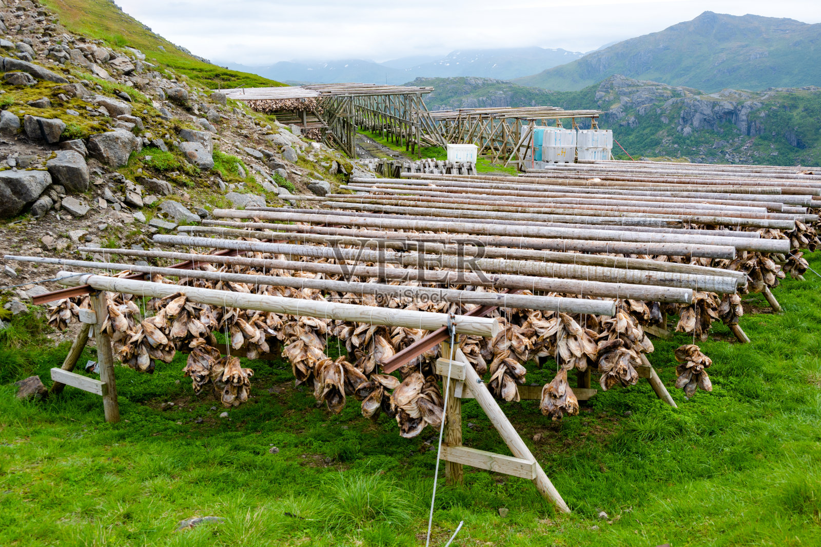 挪威鳕鱼在架子上晒干照片摄影图片