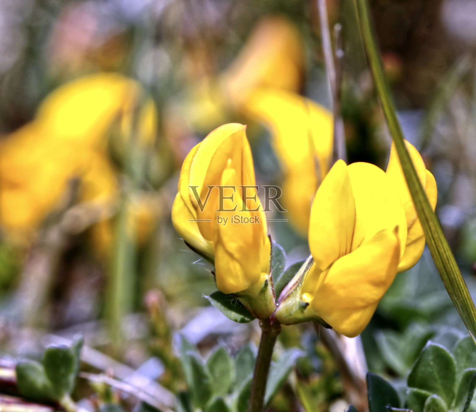 鸟脚三叶草照片摄影图片