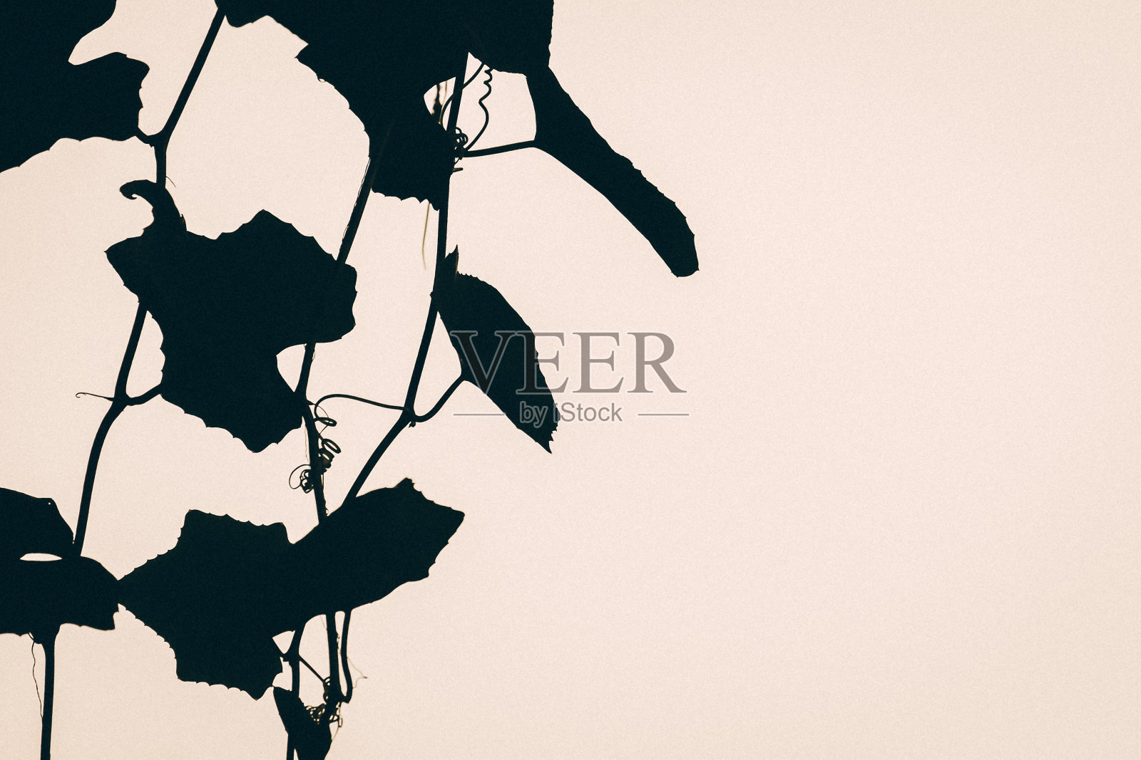 剪影，常青藤葫芦或大球虫照片摄影图片