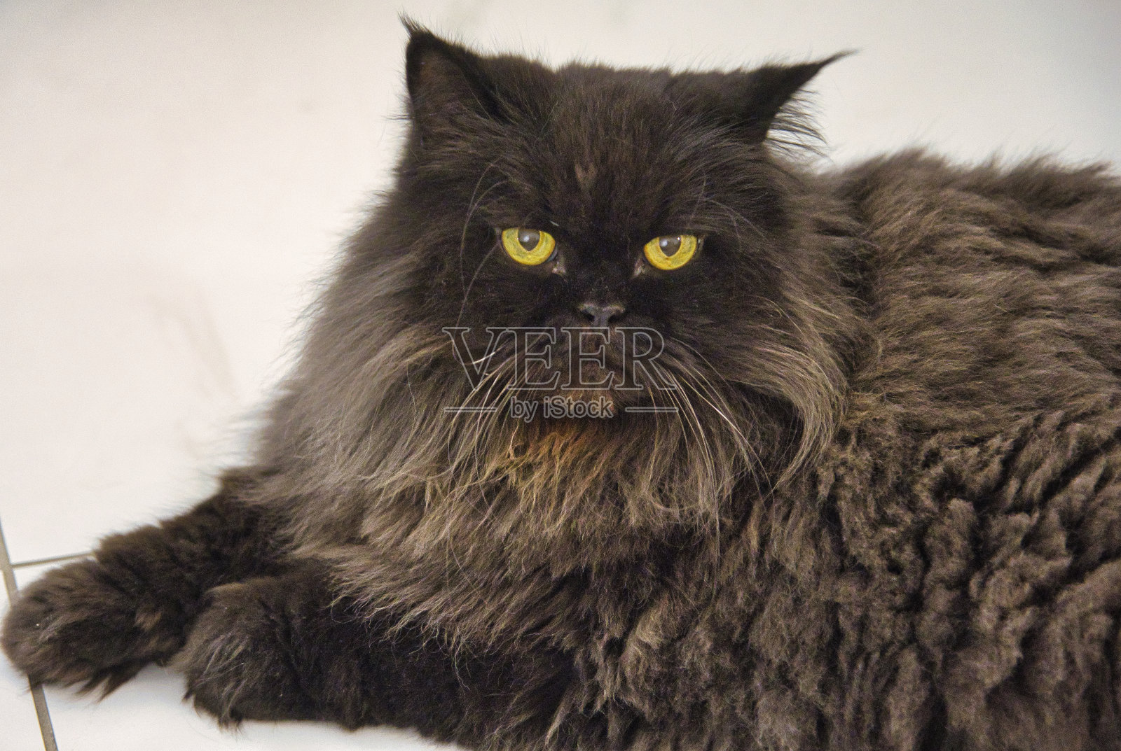 一只长着黄眼睛的黑色波斯猫的肖像。照片摄影图片