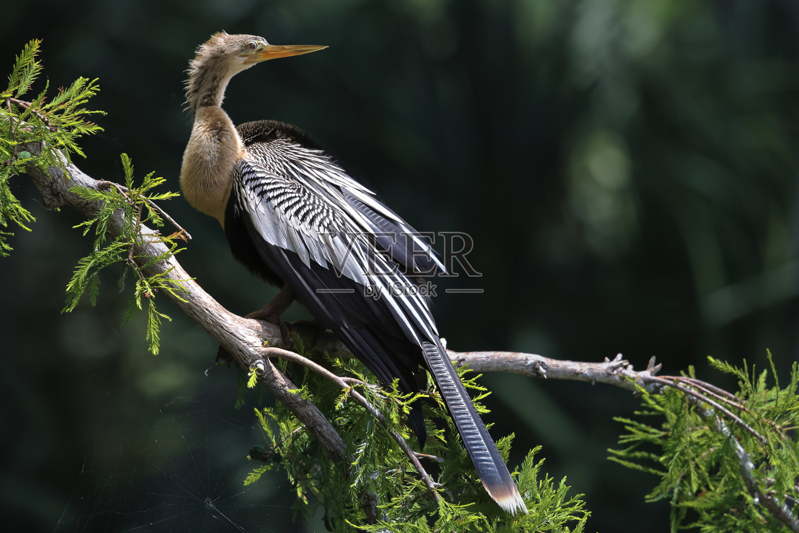 安hinga全身栖息在树上与蜘蛛网照片摄影图片