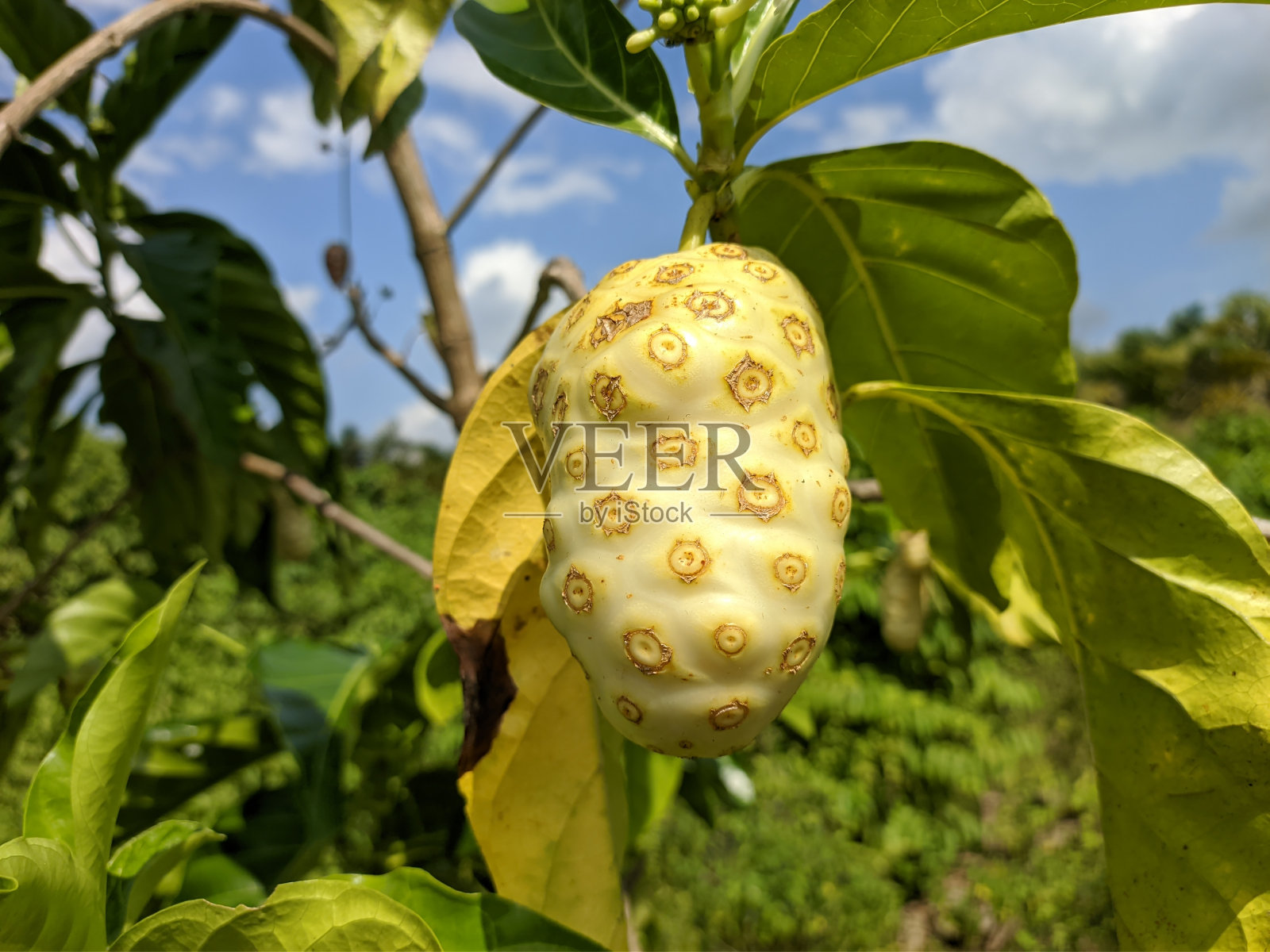 Morinda果实在树上照片摄影图片