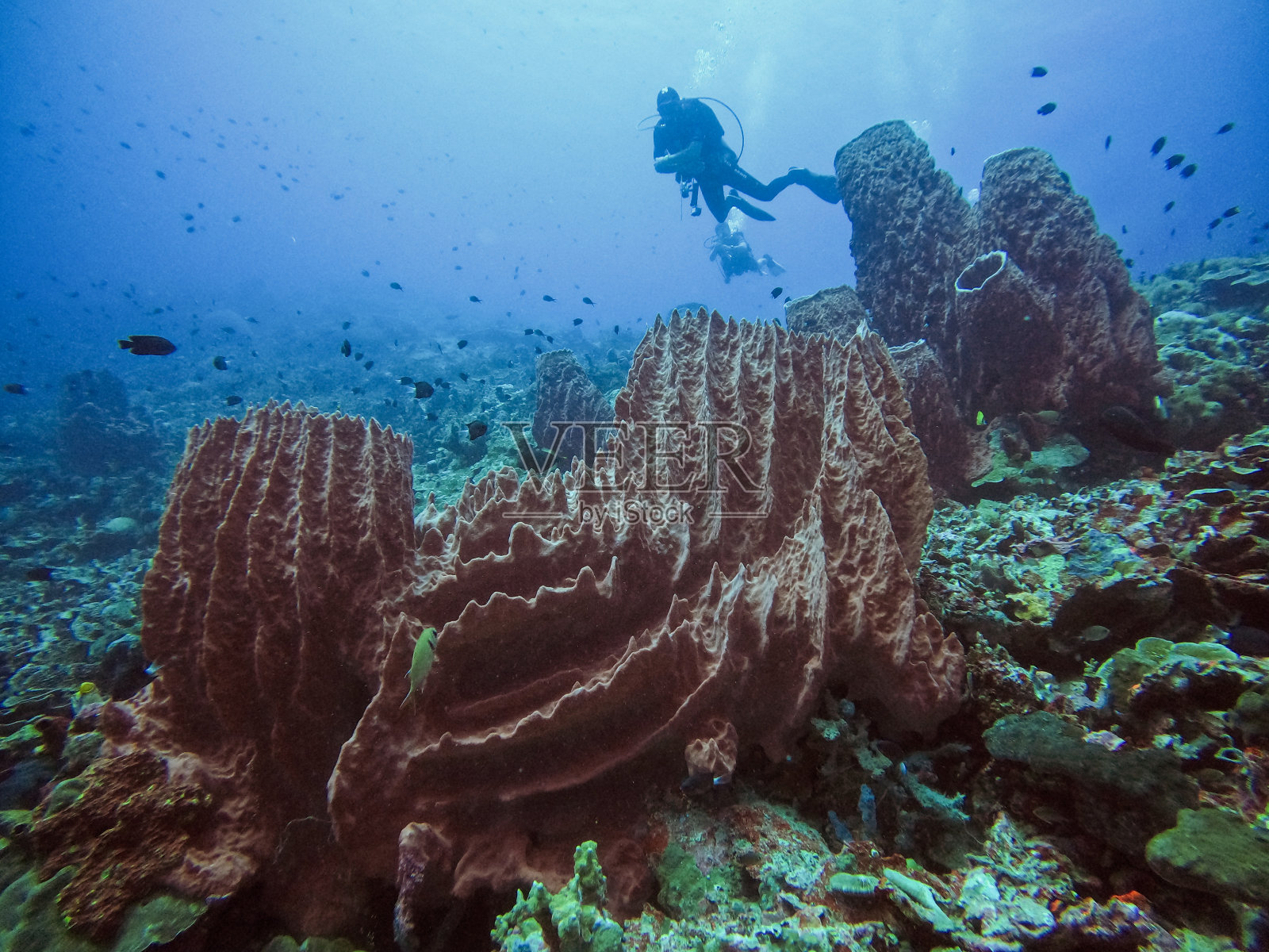 海海绵和潜水员照片摄影图片