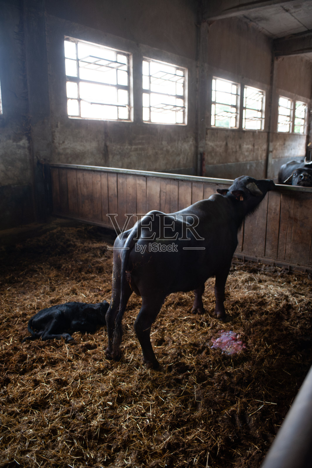 农场里，刚出生的意大利小水牛和奶牛妈妈在一起照片摄影图片