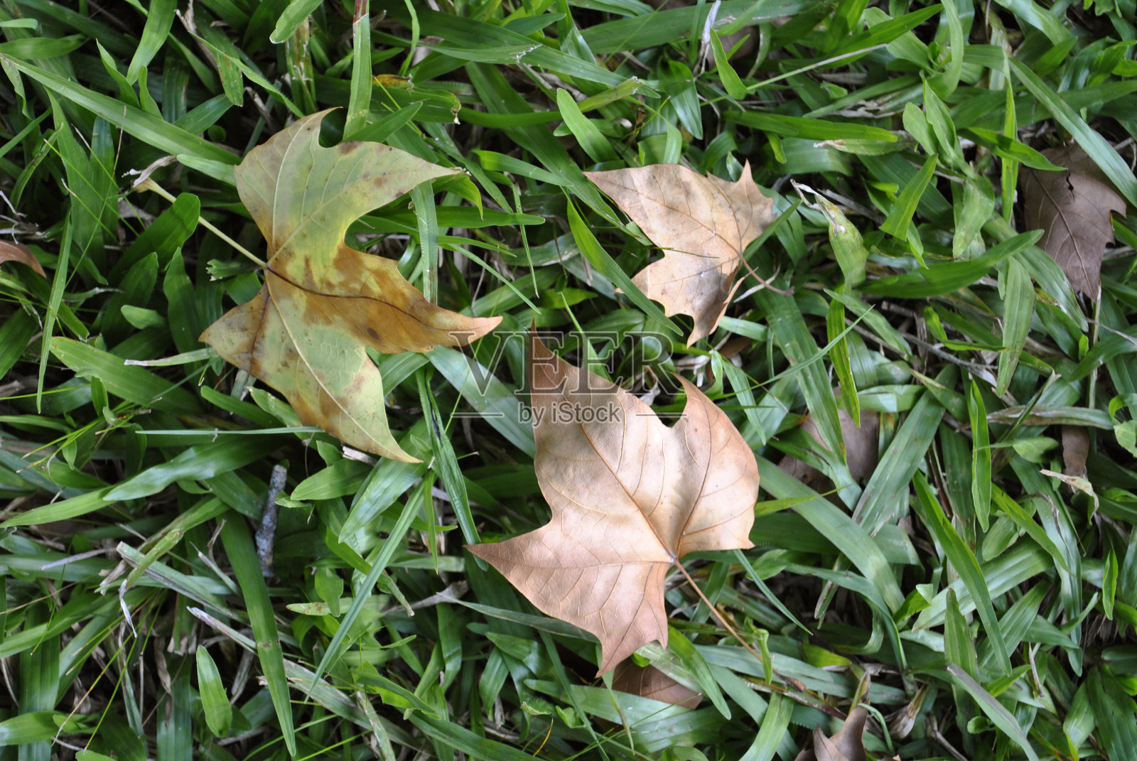 下降。照片摄影图片