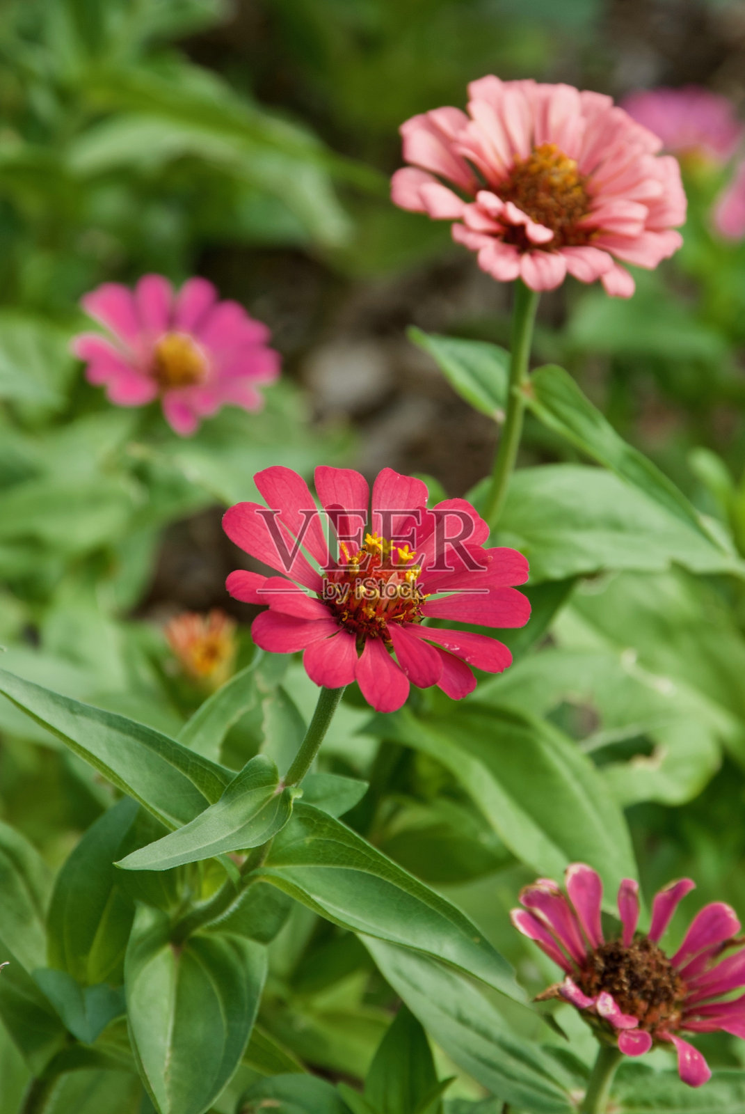亚利桑那州图森市植物园里盛开的粉红色百日菊照片摄影图片