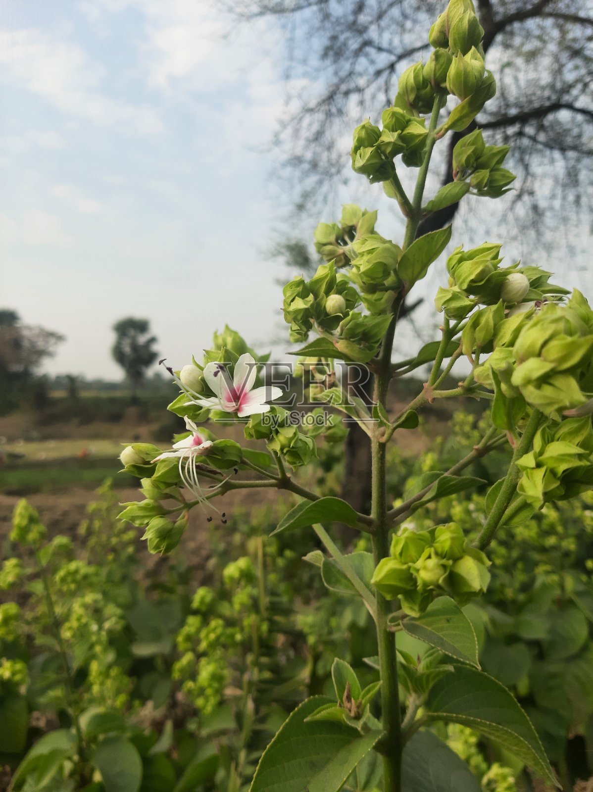 性质照片摄影图片