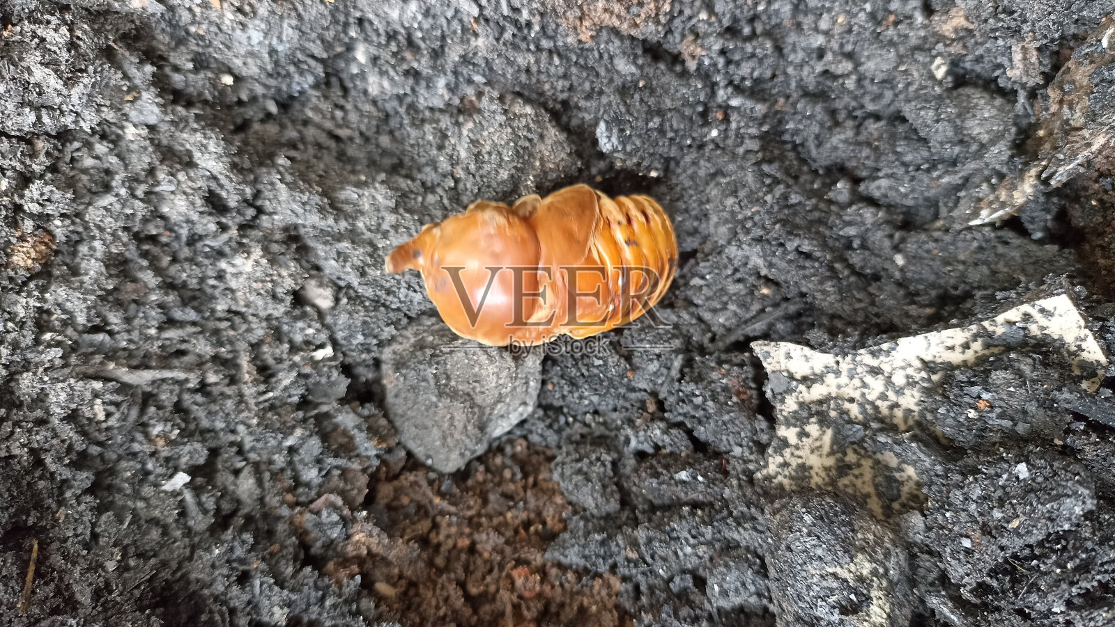 会变成蛹的甲虫幼虫照片摄影图片