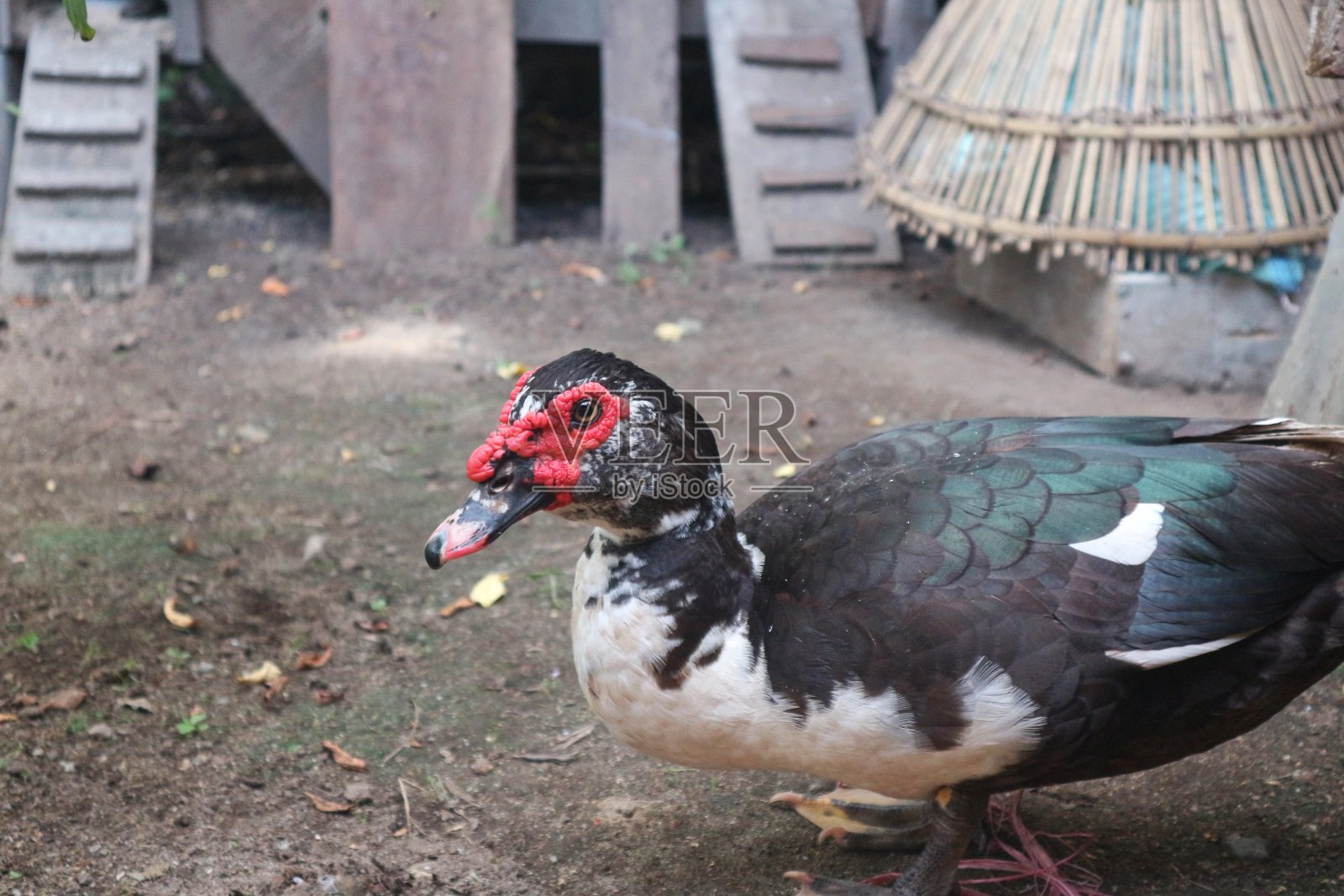 站着的家番鸭照片摄影图片