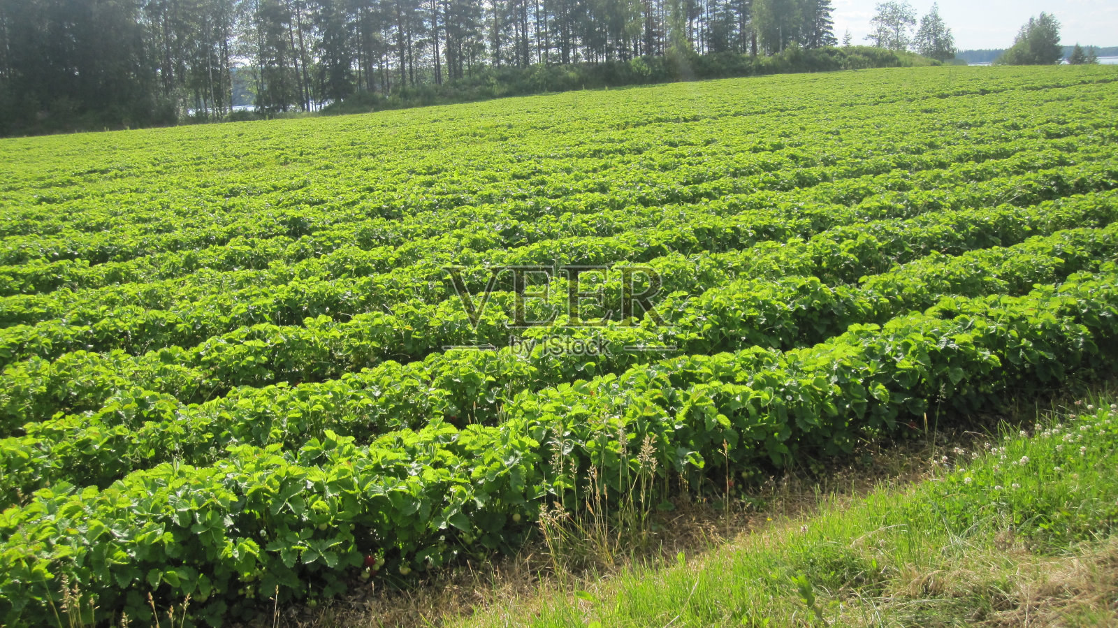 农夫的草莓园照片摄影图片