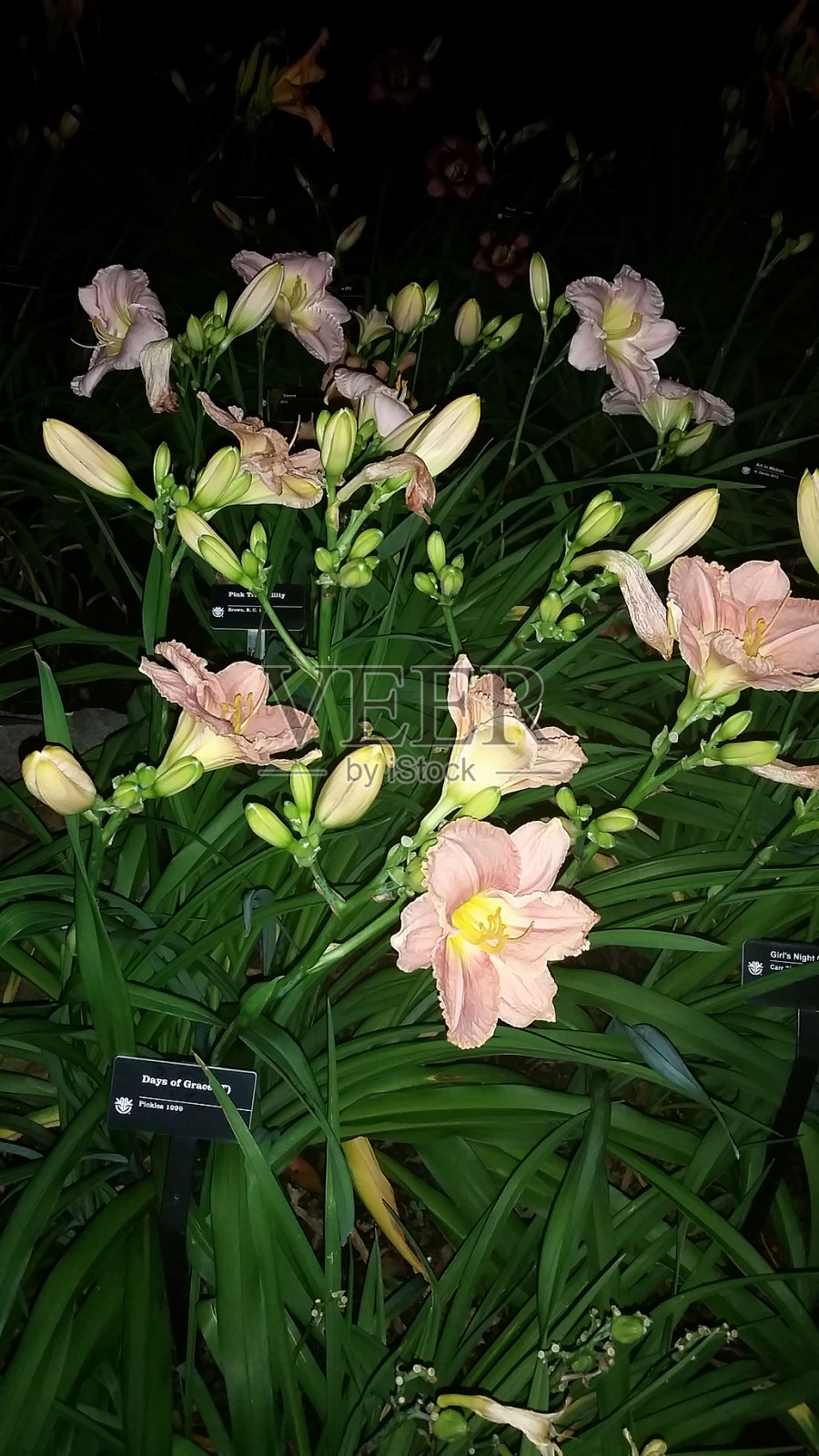 花照片摄影图片