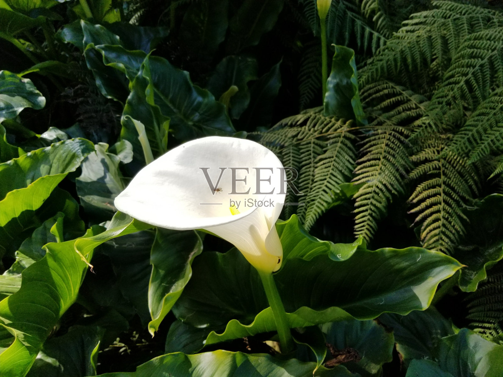 花照片摄影图片