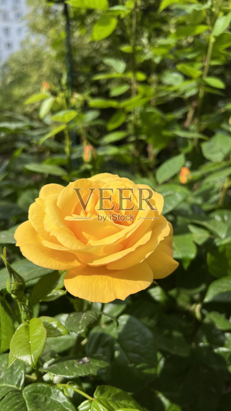 黄玫瑰照片摄影图片