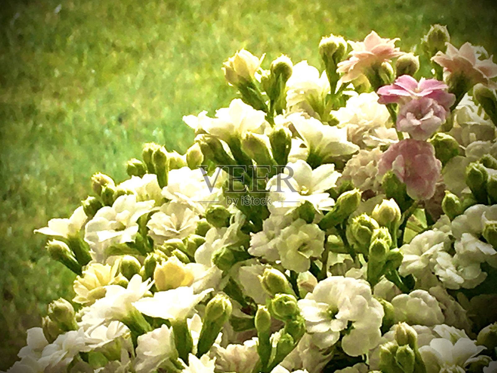 花和其他植物与草在一起照片摄影图片