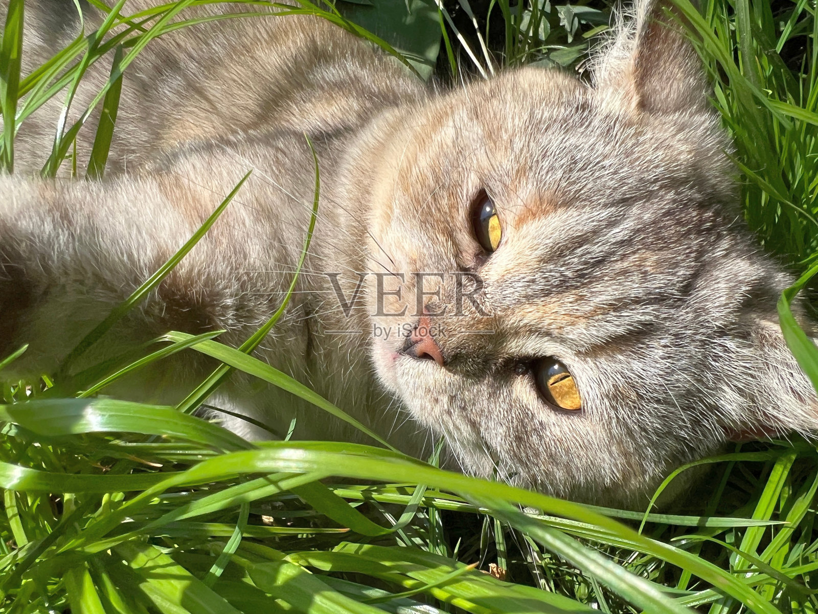 猫躺在绿草地上。照片摄影图片