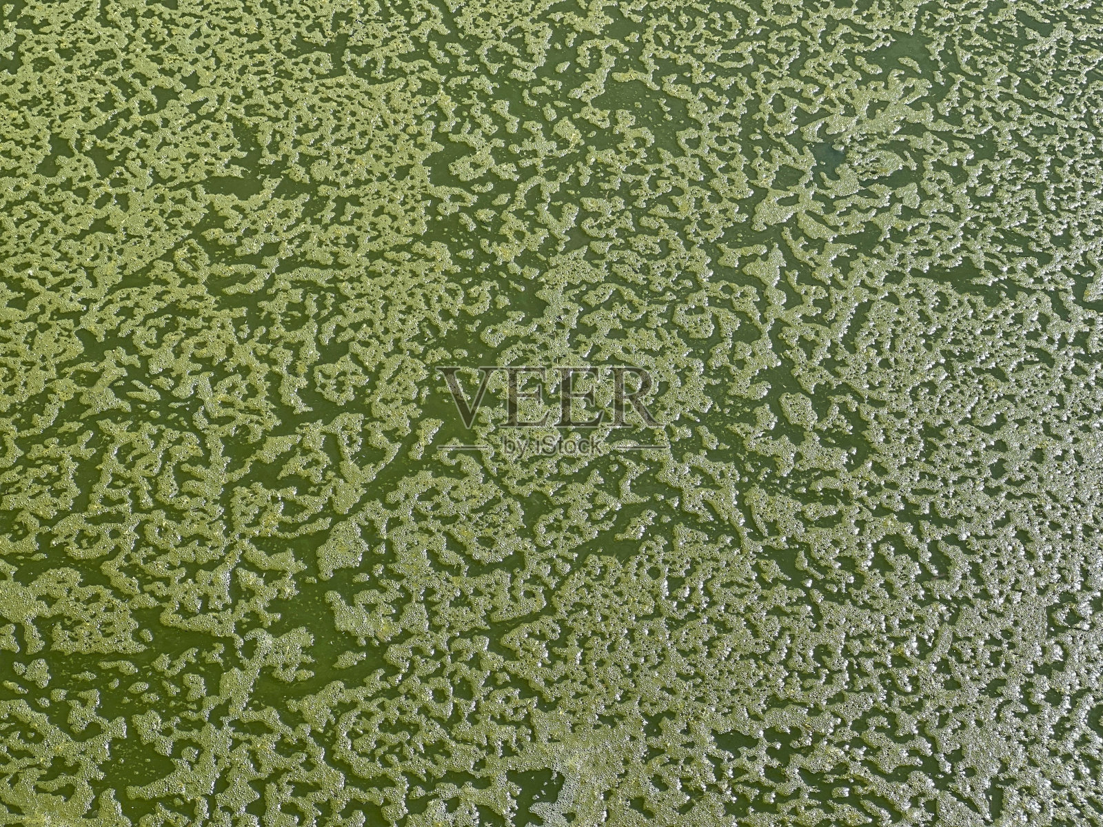 绿色的浮萍在静止的沼泽表面。照片摄影图片