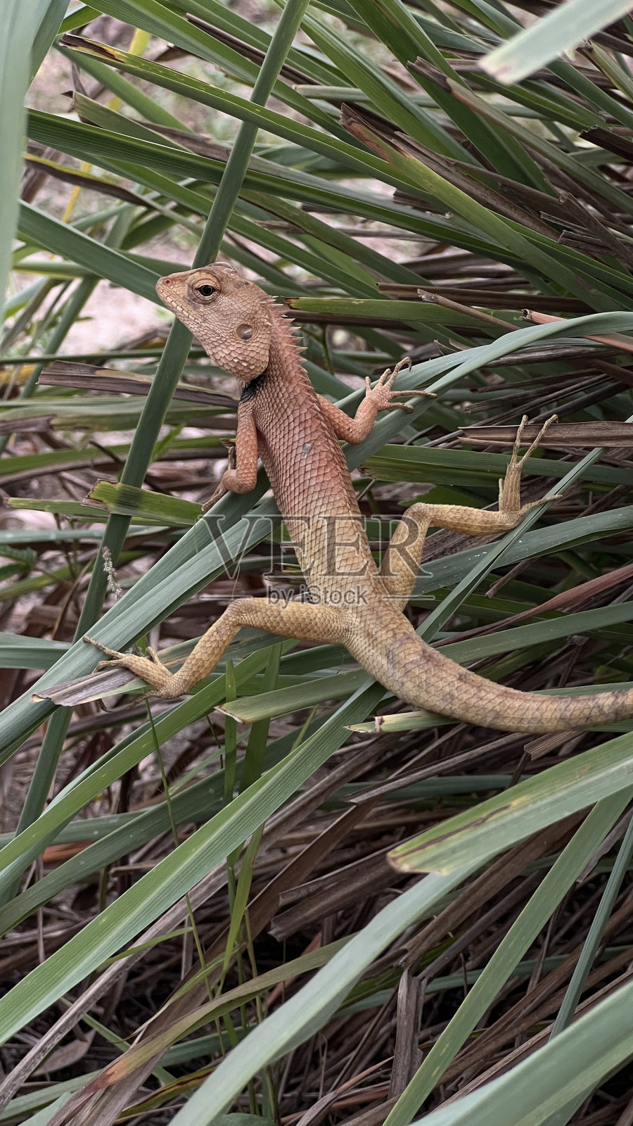 棕色的泰国蜥蜴在树枝上休息。照片摄影图片