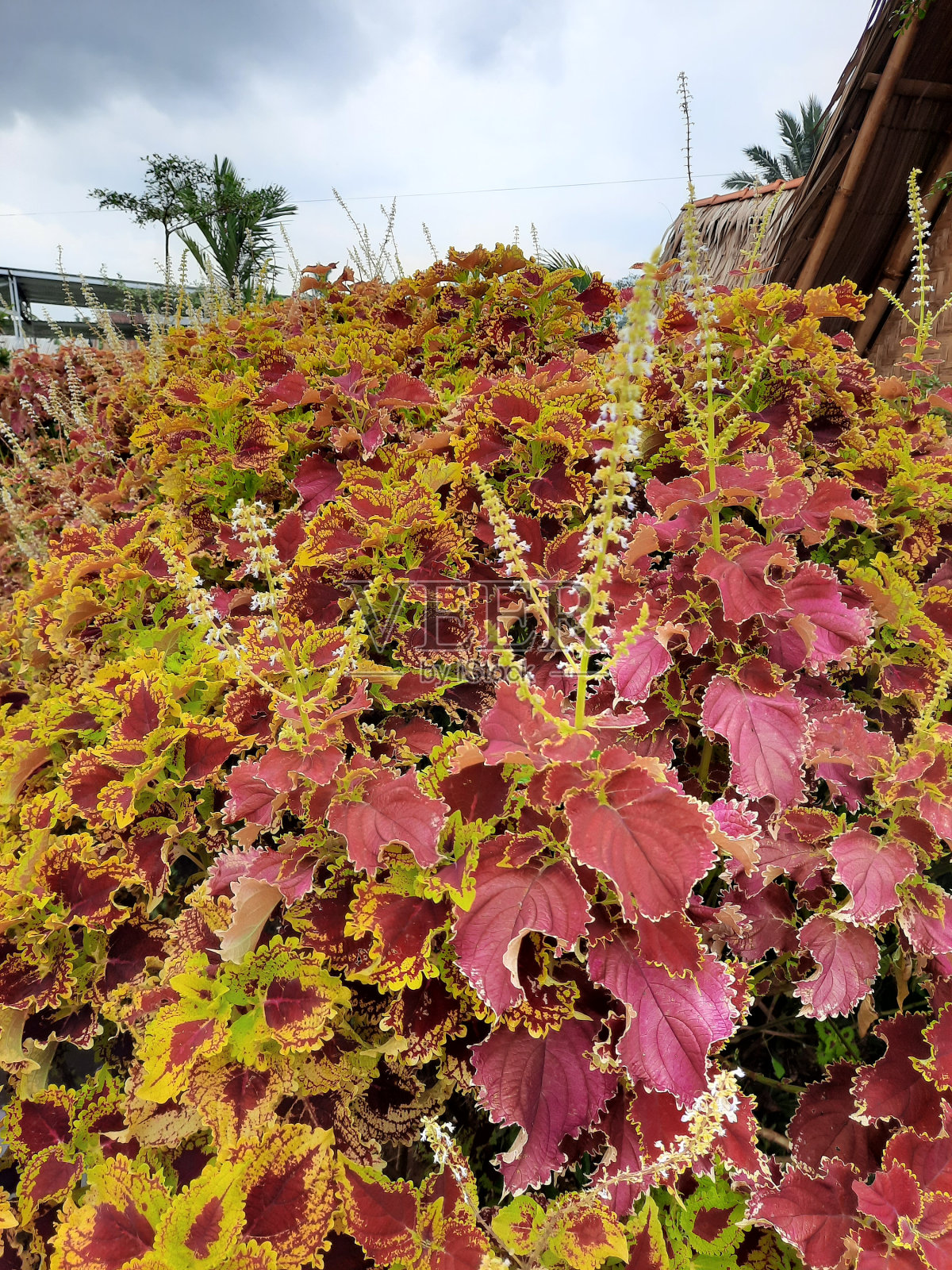 红麻属观赏植物，鸢尾，或鸢尾照片摄影图片