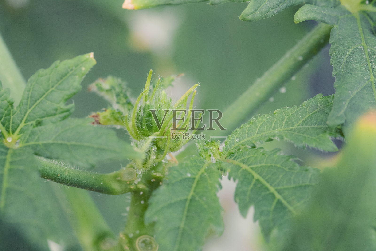 近距离抽象热带树叶照片摄影图片