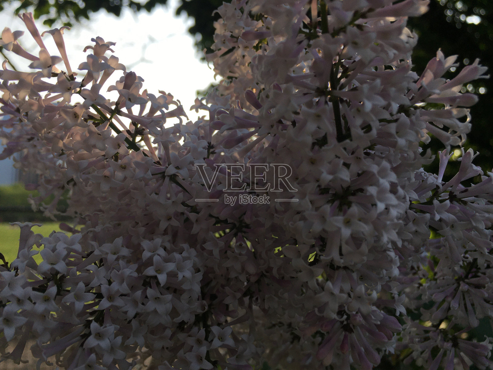 5月，丁香在纽约中央公园开花。照片摄影图片