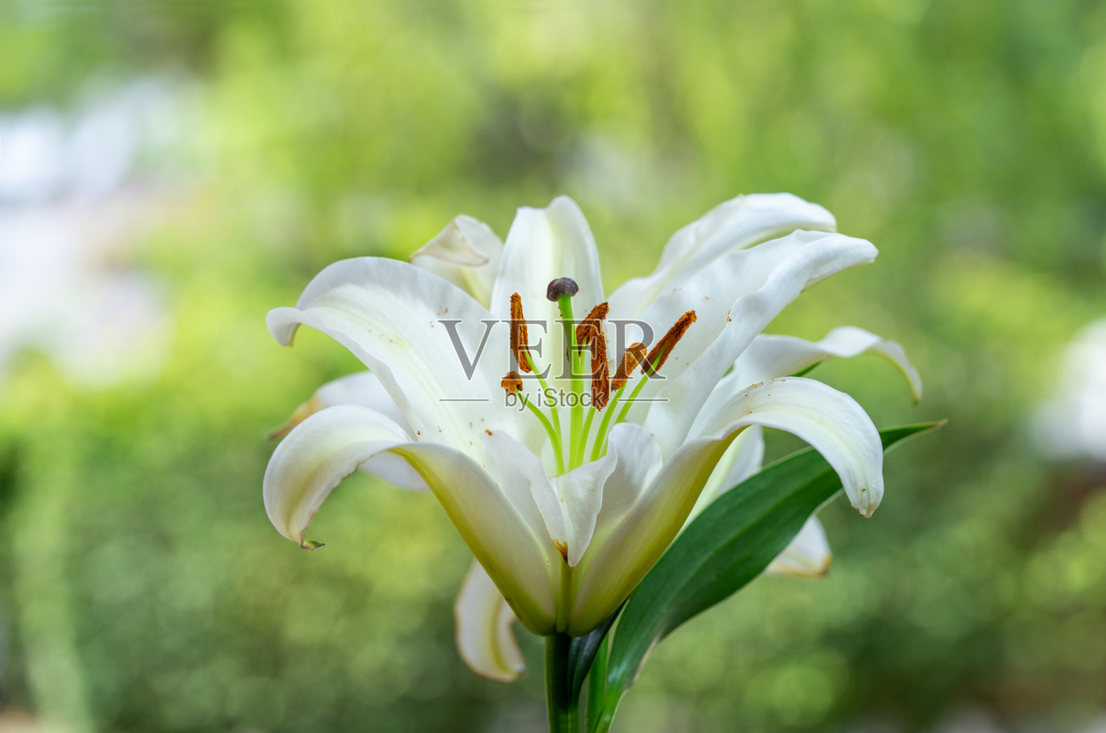 近距离观看花粉的百合花在模糊的绿色背景，白色的百合花在绿色自然模糊的背景。照片摄影图片