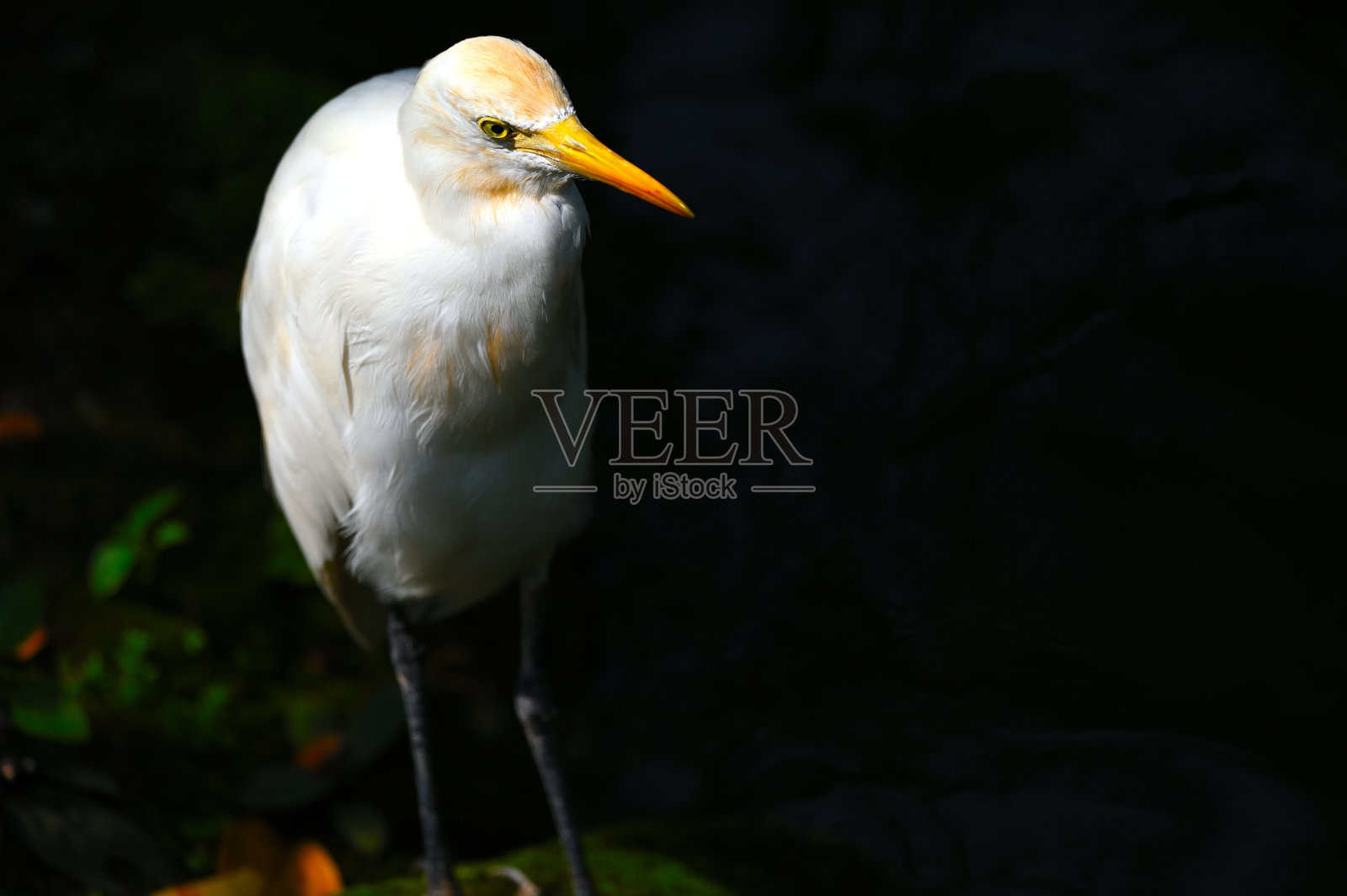鹳鸟照片摄影图片