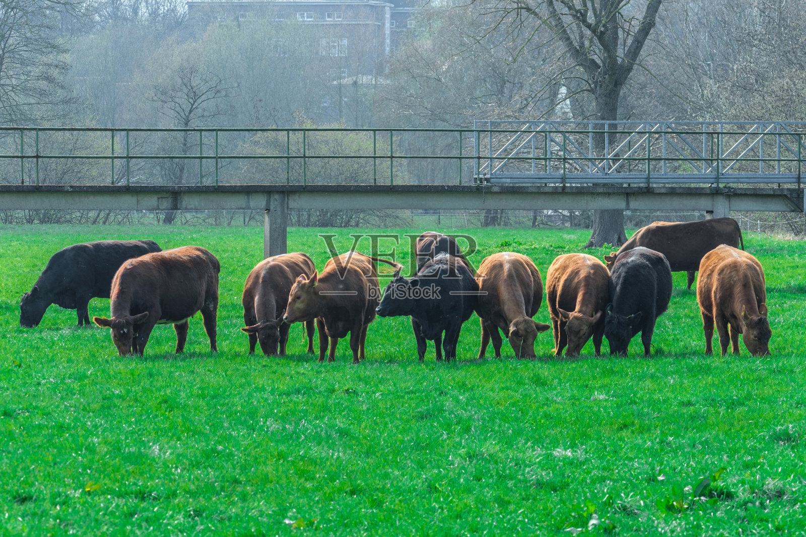 黑色和棕色的奶牛在绿色的草地上。照片摄影图片